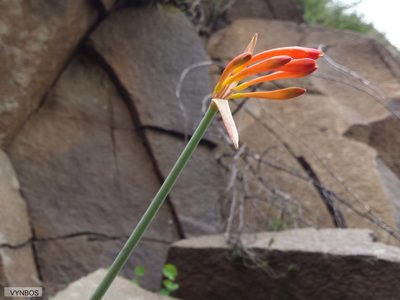 Cyrtanthus epiphyticus, photographed by Chris Vynbos