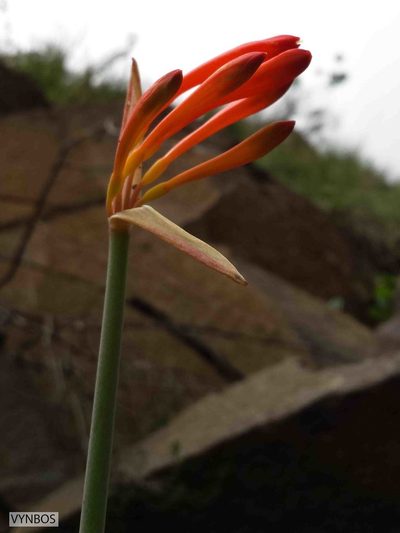 Cyrtanthus epiphyticus, photographed by Chris Vynbos