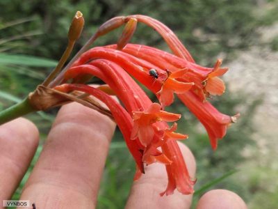 Cyrtanthus epiphyticus, photographed by Chris Vynbos