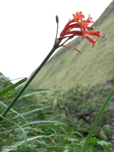 Cyrtanthus epiphyticus, photographed by Chris Vynbos