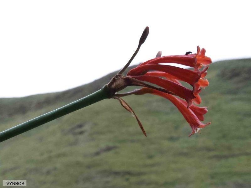 Cyrtanthus epiphyticus, photographed by Chris Vynbos