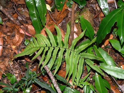 Dryopteris cycadina, photographed by Jacy Chen
