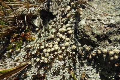 Raoulia apicinigra, photographed by Cara-Lisa Schloots