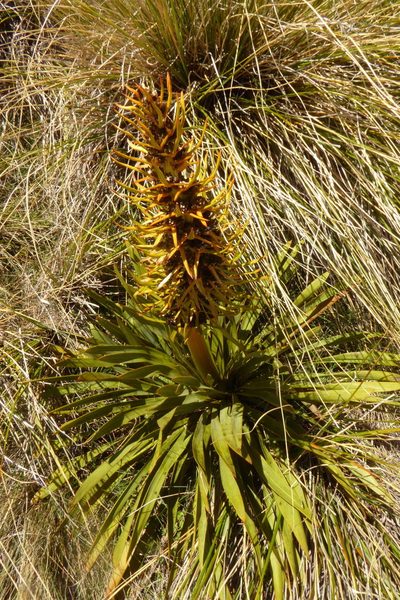 Aciphylla kirkii, photographed by Cara-Lisa Schloots
