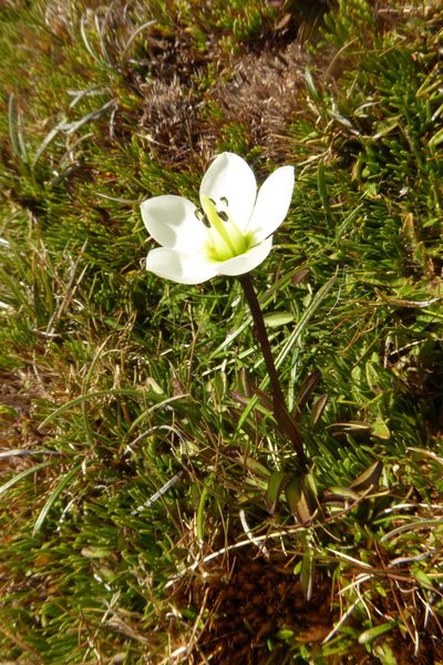 Gentianella amabilis, photographed by Cara-Lisa Schloots