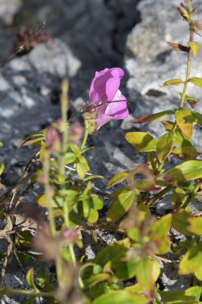 Antirrhinum linkianum, photographed by Paulo Martins