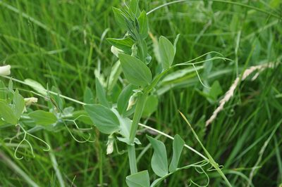 Lathyrus ochrus, photographed by Josep Gesti