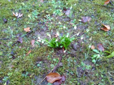 Galanthus woronowii, photographed by Thierry Helminger