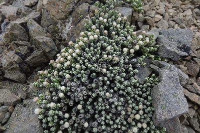 Raoulia petriensis, photographed by John Barkla