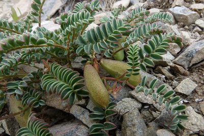 Montigena novae-zelandiae, photographed by John Barkla