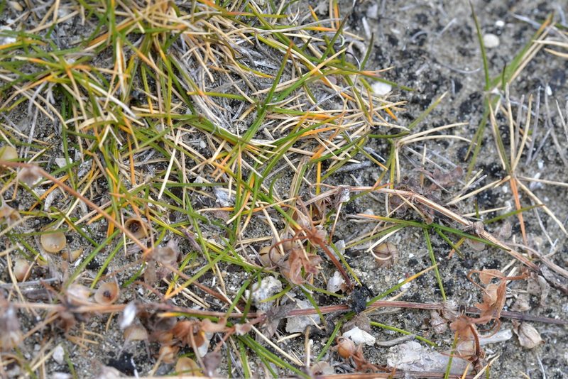 Zoysia minima, photographed by Christopher Stephens