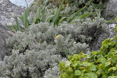 Brachyglottis compacta, photographed by Christopher Stephens