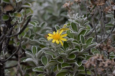 Brachyglottis compacta, photographed by Christopher Stephens