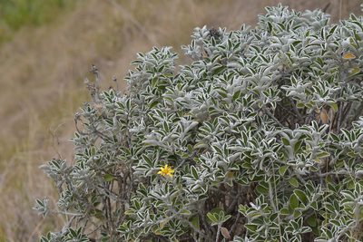Brachyglottis compacta, photographed by Christopher Stephens