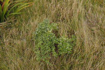 Brachyglottis compacta, photographed by Christopher Stephens