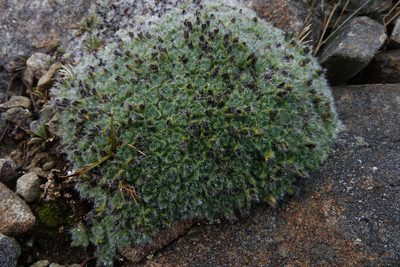Myosotis pulvinaris, photographed by John Barkla