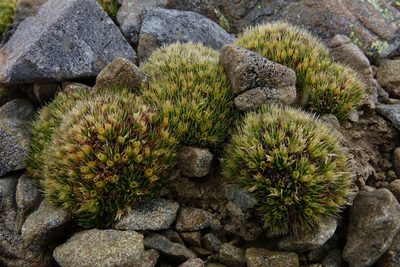Colobanthus buchananii, photographed by John Barkla