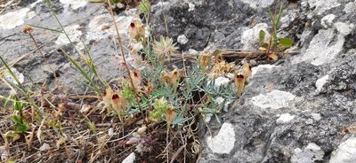 Linaria tristis, photographed by Christoph Moning