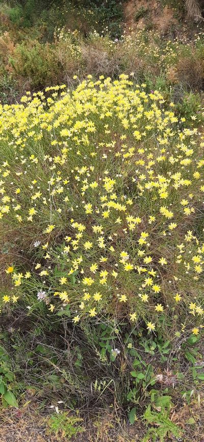 Genista umbellata, photographed by Christoph Moning