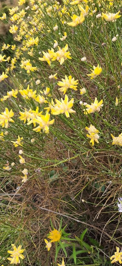 Genista umbellata, photographed by Christoph Moning