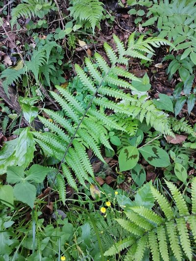 Leptogramma mollissima, photographed by harum.koh