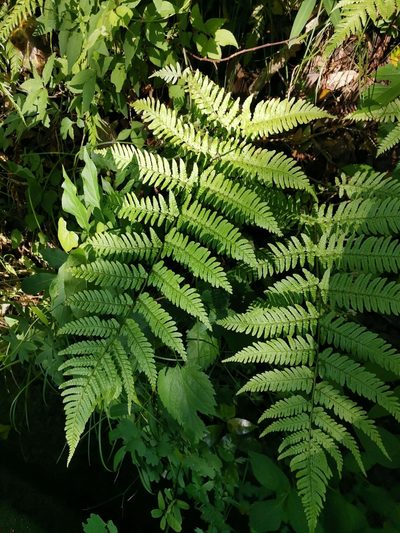 Dryopteris hondoensis, photographed by harum.koh