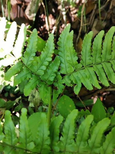 Dryopteris hondoensis, photographed by harum.koh