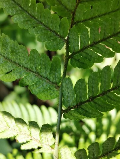Dryopteris hondoensis, photographed by harum.koh