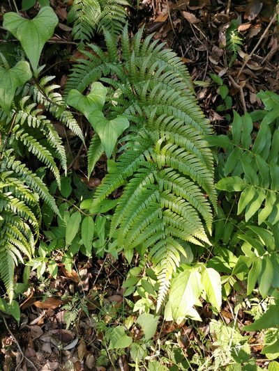 Dryopteris erythrovaria, photographed by harum.koh