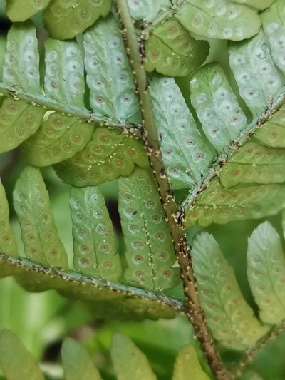 Dryopteris erythrovaria, photographed by harum.koh