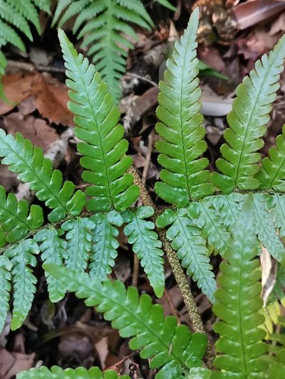Dryopteris erythrovaria, photographed by harum.koh
