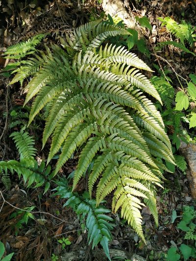 Dryopteris erythrovaria, photographed by harum.koh