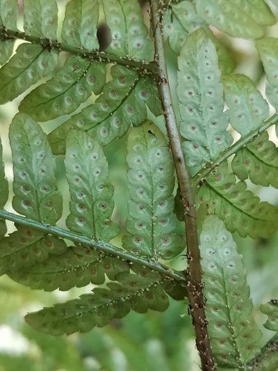 Dryopteris erythrovaria, photographed by harum.koh