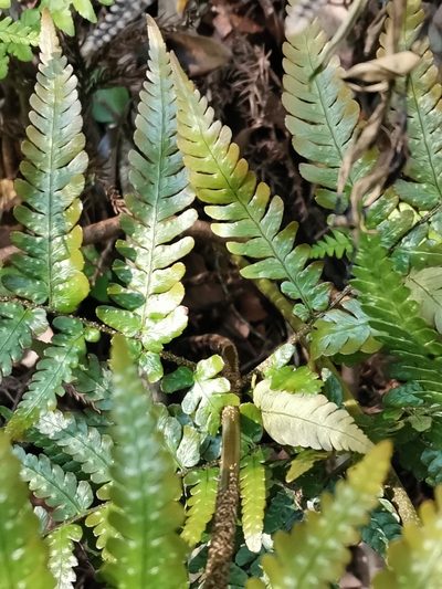 Dryopteris erythrovaria, photographed by harum.koh
