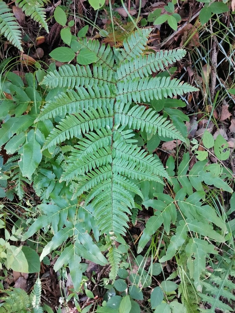 Dryopteris kinokuniensis, photographed by harum.koh