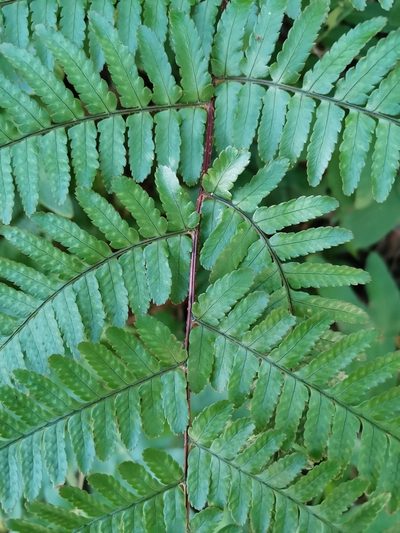 Dryopteris kinokuniensis, photographed by harum.koh