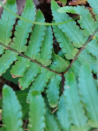 Dryopteris kinokuniensis, photographed by harum.koh