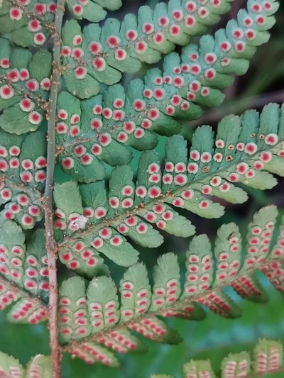Dryopteris kinokuniensis, photographed by harum.koh