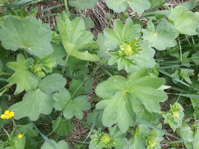 Alchemilla nemoralis, photographed by helen_golubeva