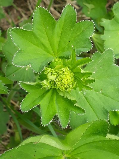 Alchemilla nemoralis, photographed by helen_golubeva