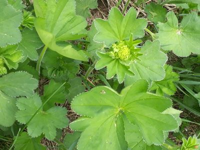 Alchemilla nemoralis, photographed by helen_golubeva