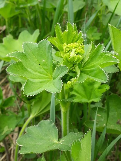 Alchemilla nemoralis, photographed by helen_golubeva