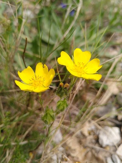 Potentilla hirta, photographed by Yves Bas