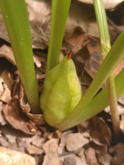 Colchicum longifolium, photographed by Yves Bas