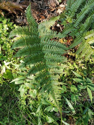 Dryopteris kinokuniensis, photographed by harum.koh