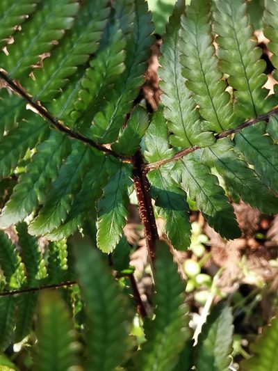 Dryopteris kinokuniensis, photographed by harum.koh