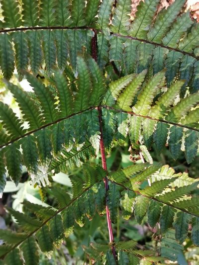 Dryopteris kinokuniensis, photographed by harum.koh