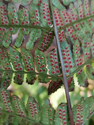 Dryopteris kinokuniensis, photographed by harum.koh