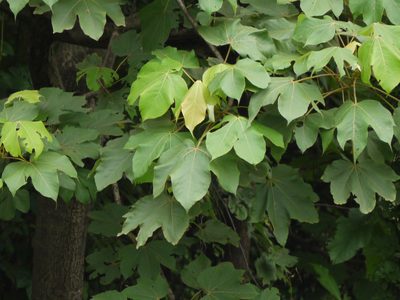 Sterculia villosa, photographed by Dinesh Valke
