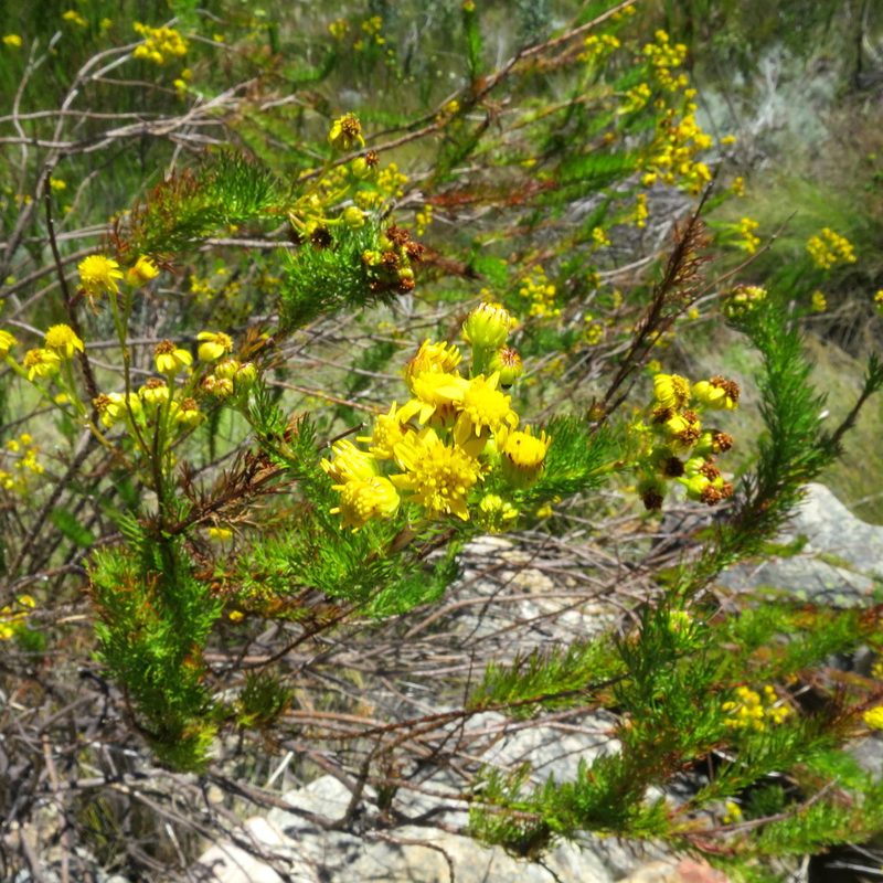 Senecio euriopoides, photographed by Di Turner